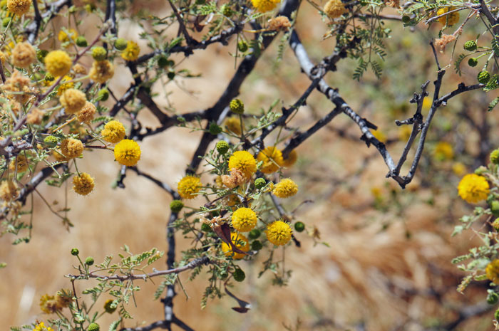 Whitethorn Acacia grows up to 12 feet (3.7 m) or more (20 feet (6 m)). Vachellia constricta (=Acacia constricta)